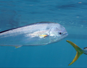 Mahi in the north Gulf of Mexico.  Several mahi swam by a... by Carol Cox 